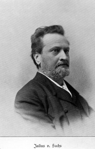 Julius von Sachs