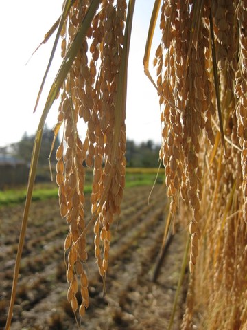 ECO 1996 - Severe famine follows flood