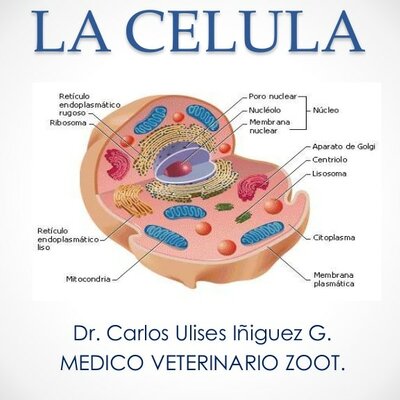 Timeline: La Célula