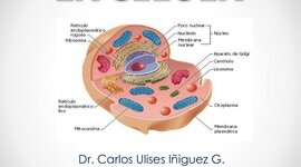 Timeline: La Célula