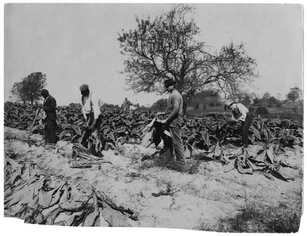 agriculture in virginia