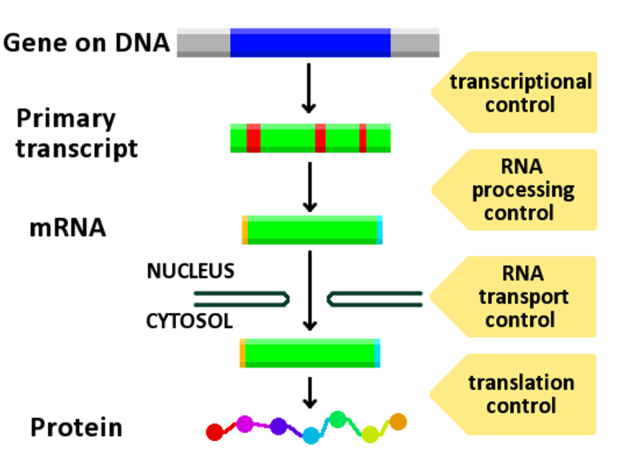 Hipótesis de elementos reguladores en el ADN