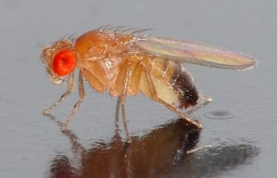 Primeros animales transgénicos