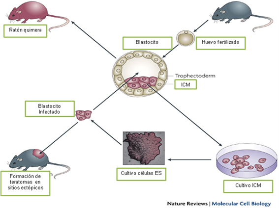 Cultivo de células embrionarias