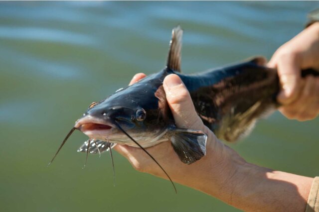 Catfish Farming