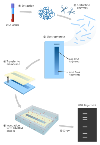Faster fingerprint ID's - FBI establishes the integrated automated fingerprint identification system which took two weeks to two hours.