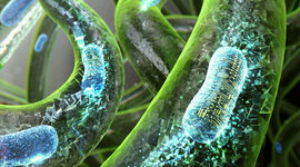 Timeline: La teoría celular; 4 ESO