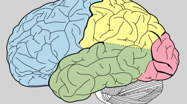 Timeline: Historia de la Neuropsicología