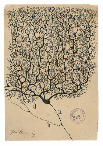 Contribuições de Santiago Ramón y Cajal