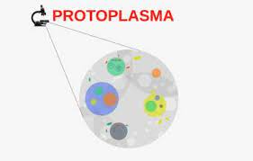 Protoplasma.