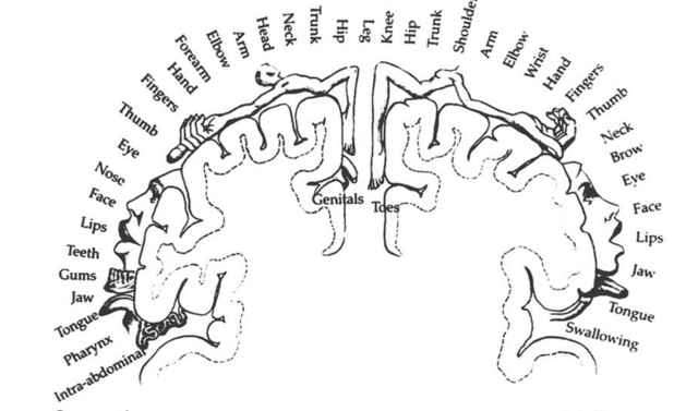 Contribuições de Wilder Penfield