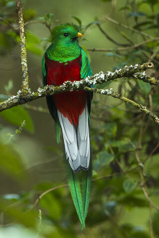 Quetzal
