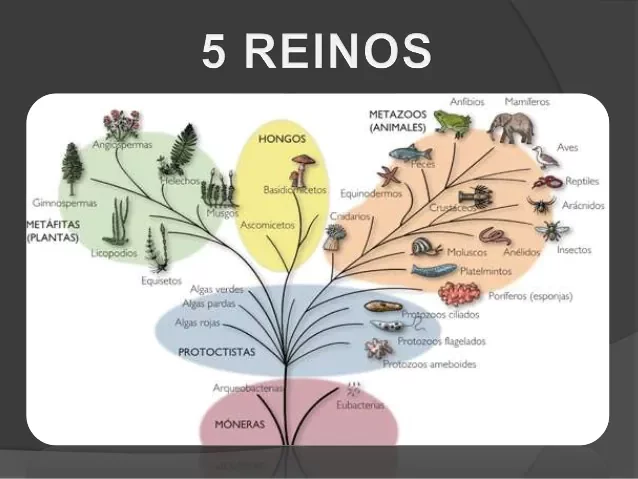 Clasificacion De Los Seres Vivos En Reino