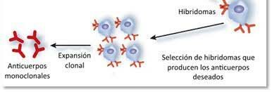 Anticuerpo Monoclonal