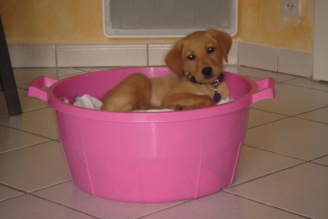 Arrivé d'un nouveau membre dans la famille  Dover