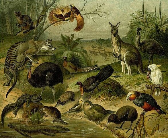 Primer análisis moderno de zoogeografía.