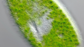 Timeline: Línea del Tiempo Teoría Celular