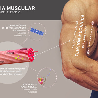 Timeline: Historia del entrenamiento de fuerza para el desarrollo de la hipertrofia muscular.
