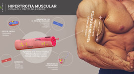Timeline: Historia del entrenamiento de fuerza para el desarrollo de la hipertrofia muscular.