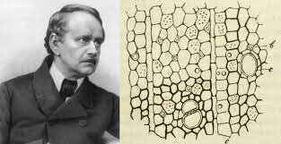 Reconocimiento Células de Hooke