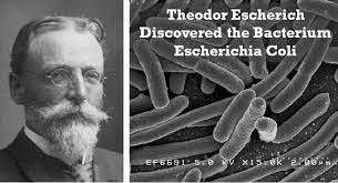 Bacilus coli o colibacilo