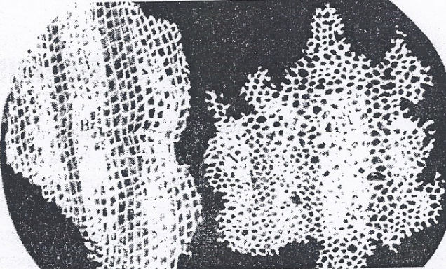 Descubrimiento de la célula