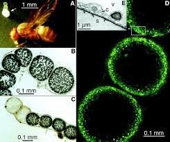se descubre bacteria