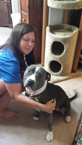 I got a dog (Gelati)