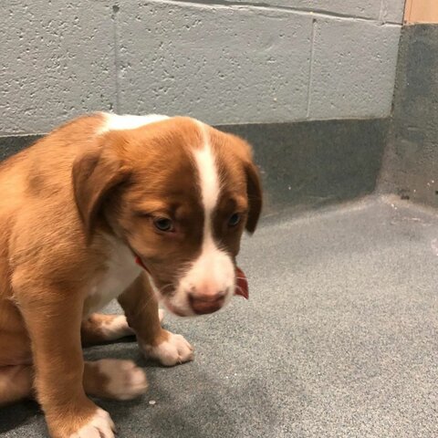 I got another dog (Piper)