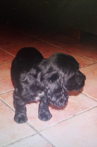 El naixement del Koko