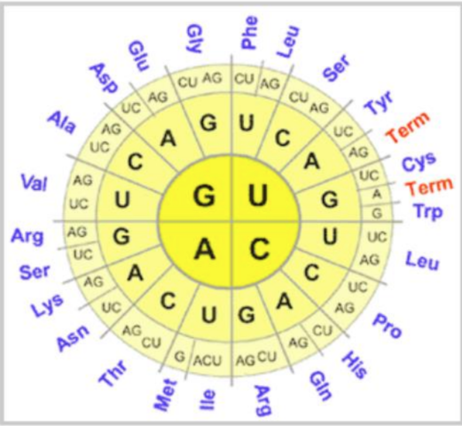 Se descifra el código genético.