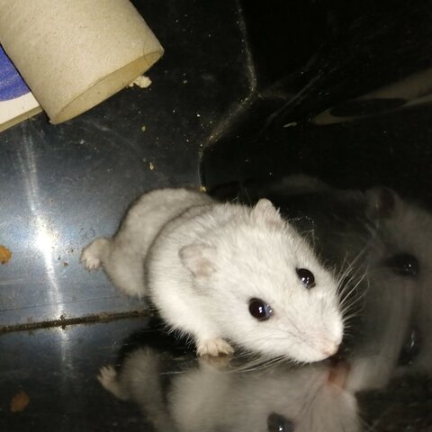 Arribada de la rateta a casa