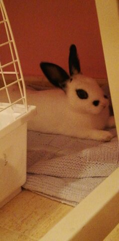 Arribada a casa del Mochi