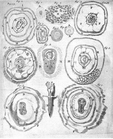 Marcelo Malpighi y Nehmaih Grew