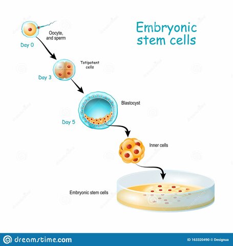 Cultivo de células embrionarias.