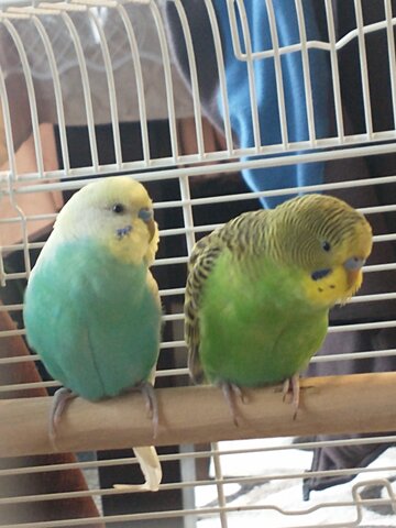 Two New Members Join the Flock!!