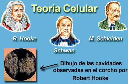 Teoría celular