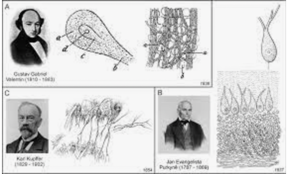 Jan Evangeliste Purkinje y Gabriel Gustav Valentin