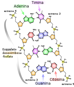 Estructura molecular de ADN
