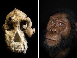 Australopithecus