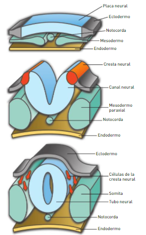 3era semana