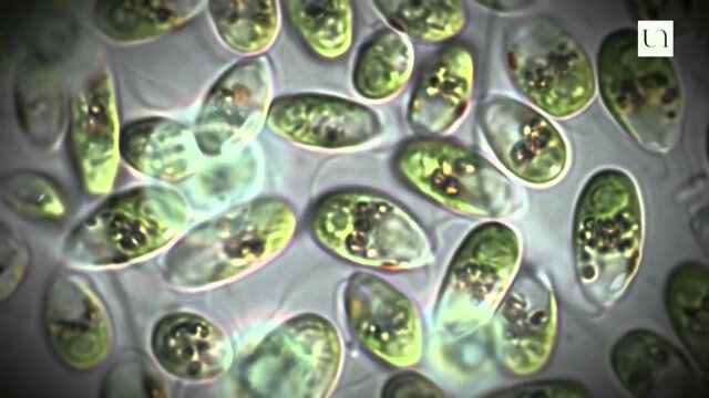 premières traces de vie (-3,5 milliard d'année)