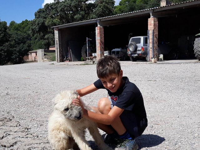 Musical Oliver Twist