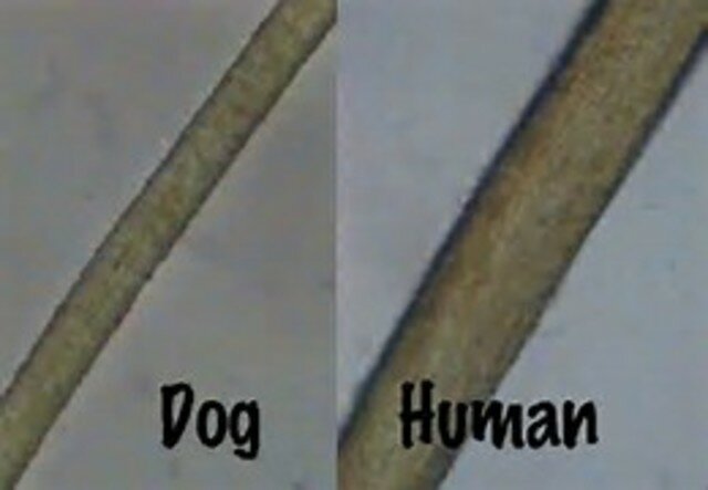 Hair now used in Forensics.