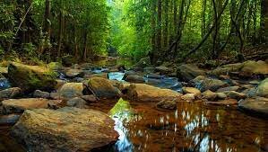 Bosque de Sinharaja en Sri Lanka