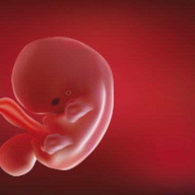 Timeline: Desarrollo del embrión