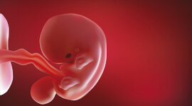 Timeline: Desarrollo del embrión