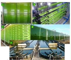 Biorreactor de algas y biocombustibles.