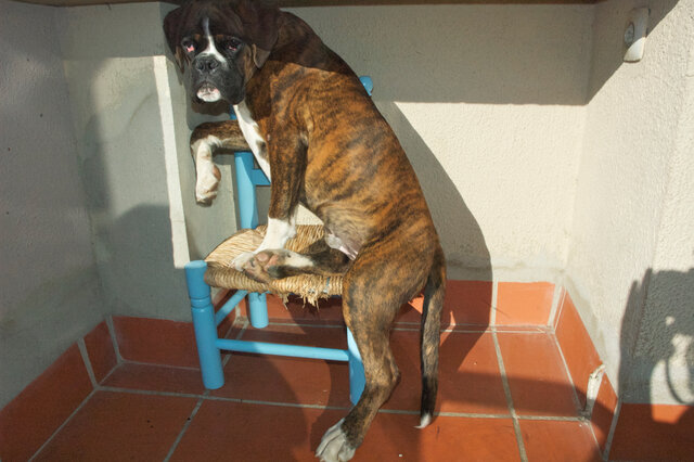 Arriba a casa el meu gos