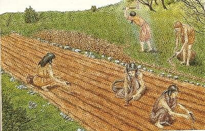 prime forme di agricoltura e allevamento